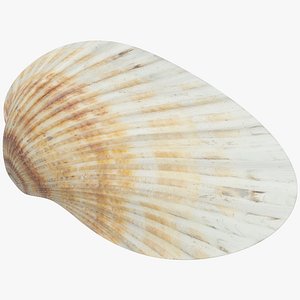 Seashell V8