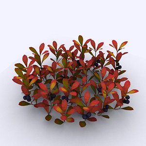 Bearberry