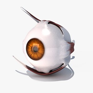 human eye muscles 3d model