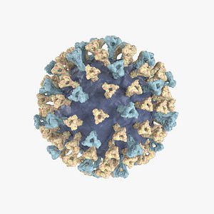 measles virus 3D model
