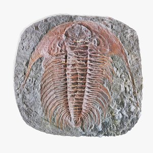 3D trilobite fossil model