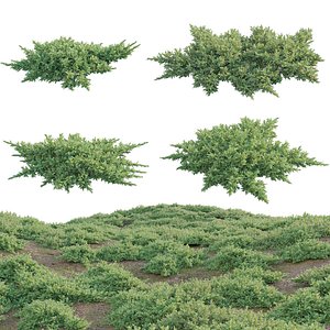 3D Juniperus procumbens - Garden Juniper 01