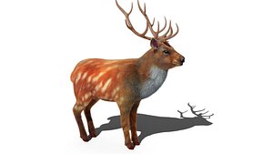 3D Fur Red Deer Stag NO RIG model