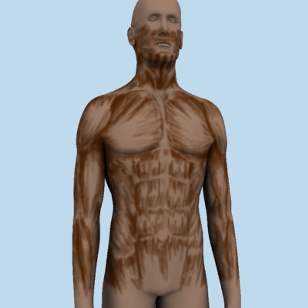 human lungs 3d model https://p.turbosquid.com/ts-thumb/Wa/k0X7W6/0FV0yf6C/int07/jpg/1121785186/1920x1080/fit_q87/30210e0611eddaa76744947409b8273634d3e60e/int07.jpg