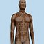 Human Internal Organs (Max)