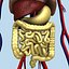 Human Internal Organs (Max)