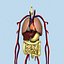 Human Internal Organs (Max)