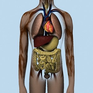 Human Internal Organs (Max)