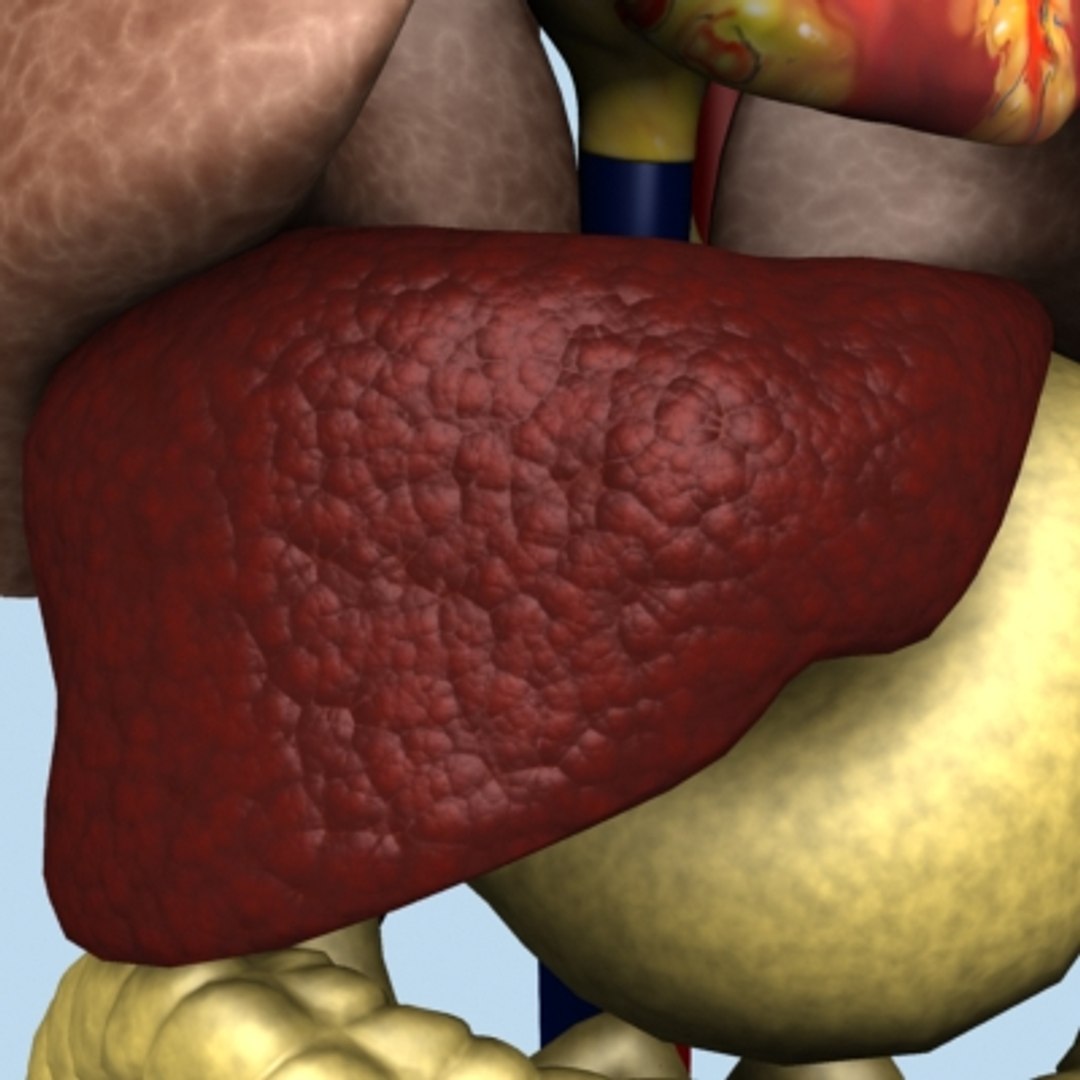 human lungs 3d model https://p.turbosquid.com/ts-thumb/Wa/k0X7W6/QraClD4d/int04/jpg/1121785170/1920x1080/fit_q87/4072c49f8fd144b23c8f08b897930727ca404de7/int04.jpg