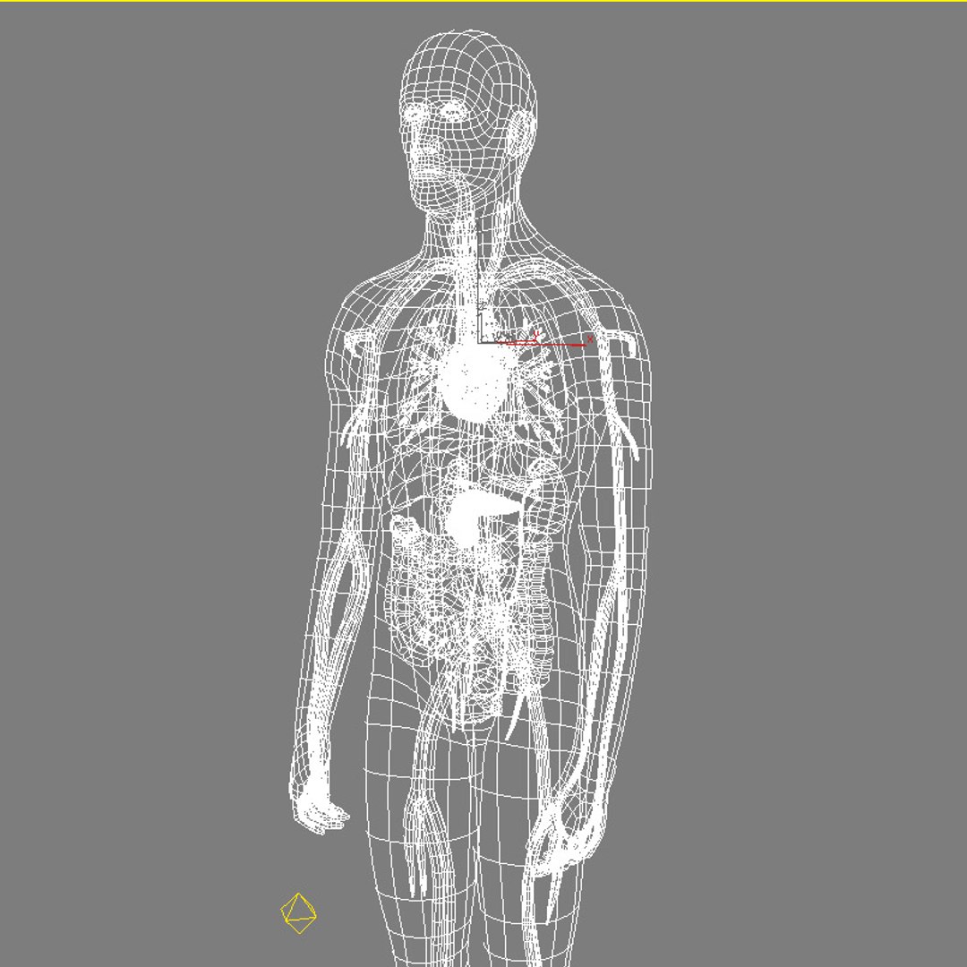human lungs 3d model https://p.turbosquid.com/ts-thumb/Wa/k0X7W6/UE7hxx0c/int12/jpg/1126305218/1920x1080/fit_q87/2bd4ec5665106205aaebd50333a402ca96282b0a/int12.jpg