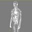 Human Internal Organs (Max)