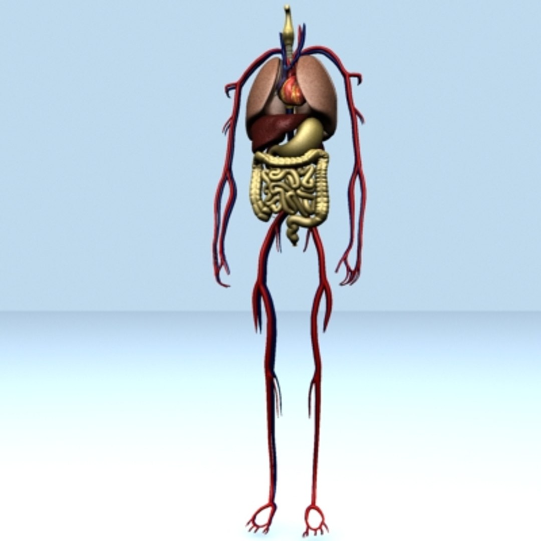 human lungs 3d model https://p.turbosquid.com/ts-thumb/Wa/k0X7W6/aWuXJyUs/int09/jpg/1121785199/1920x1080/fit_q87/74a89a174a366adaa11e6876e2bf3d611e2b1419/int09.jpg