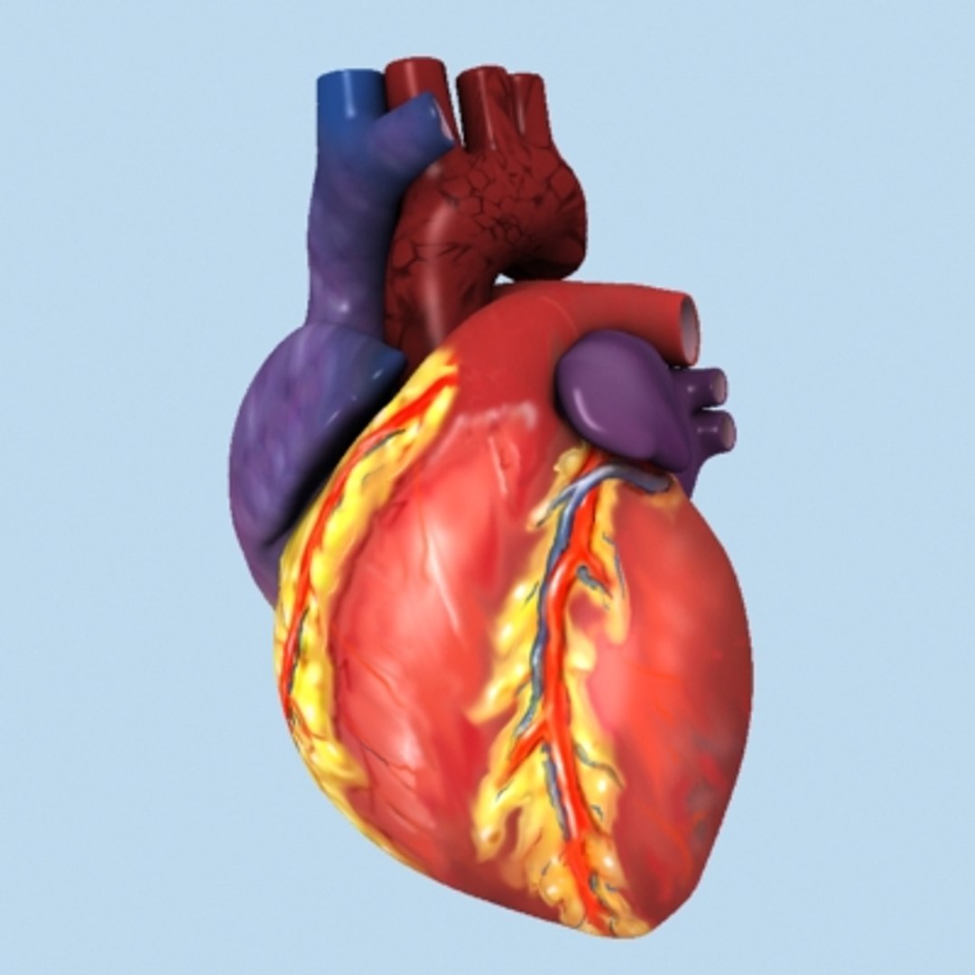 human lungs 3d model https://p.turbosquid.com/ts-thumb/Wa/k0X7W6/ia3zr7gu/int11/jpg/1121785210/1920x1080/fit_q87/9c9108f6d83c2a0c3ec2c6d9fb6c0633550cc16c/int11.jpg