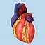 Human Internal Organs (Max)