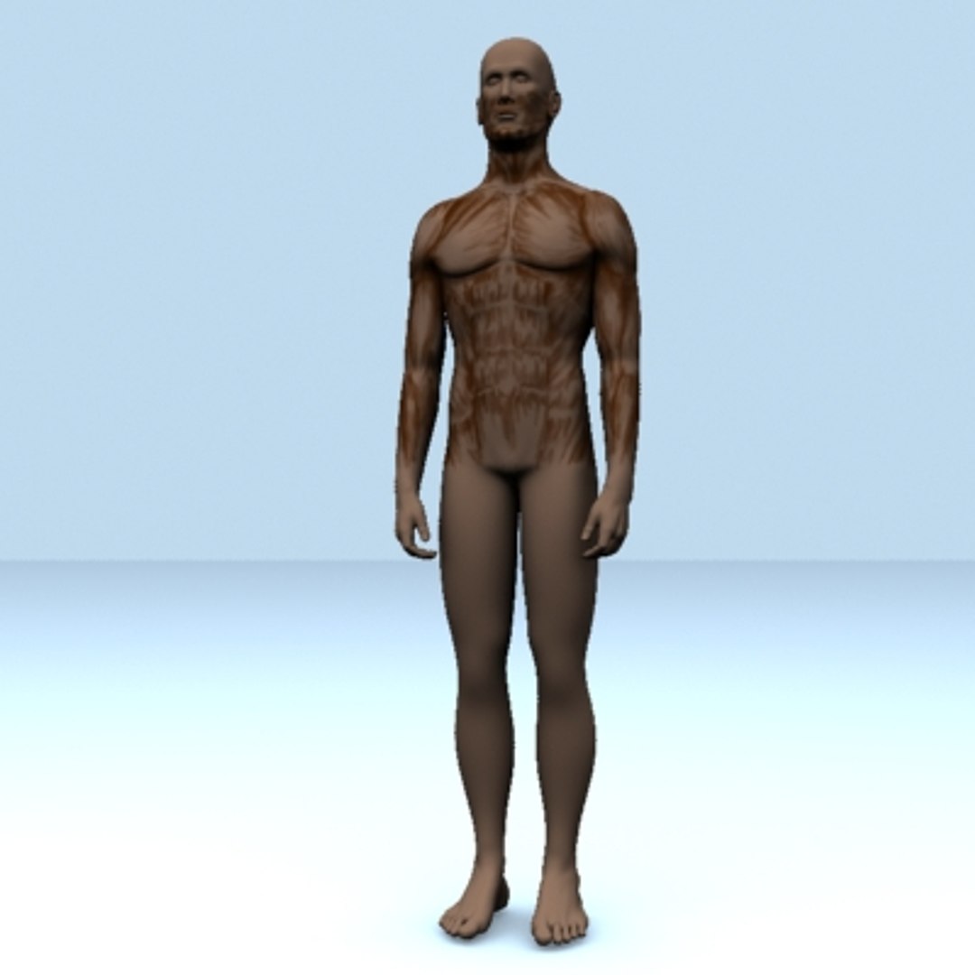 human lungs 3d model https://p.turbosquid.com/ts-thumb/Wa/k0X7W6/qomm8nil/int08/jpg/1121785195/1920x1080/fit_q87/cd7bf757ced51f3c78571904b6c8db9fedc2a28f/int08.jpg