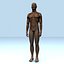 Human Internal Organs (Max)