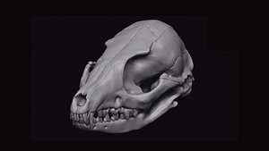 Fox Skull