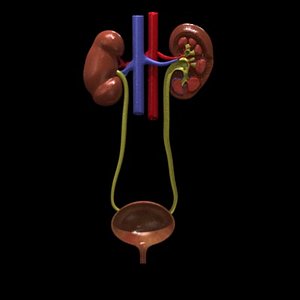 urinary system