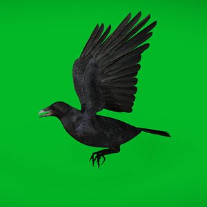 3D European Raven Bird
