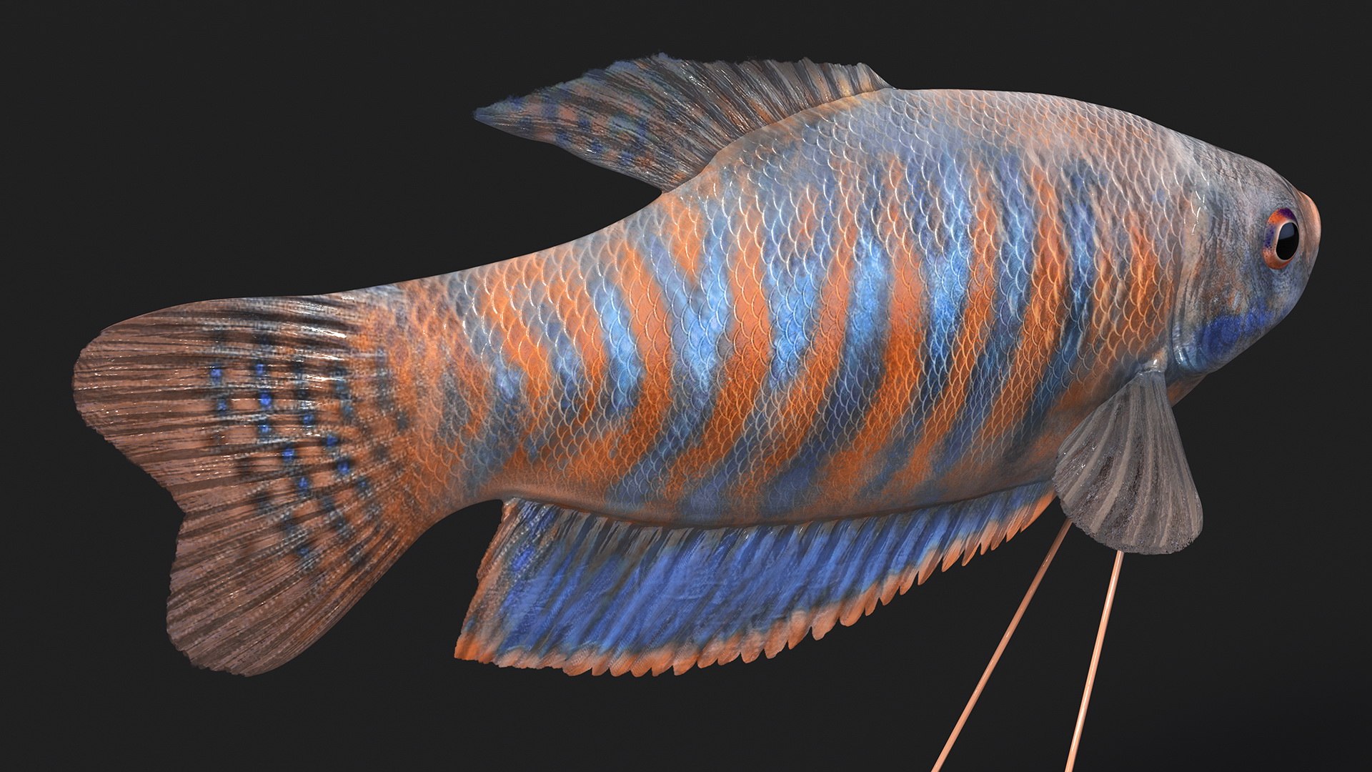 Dwarf Gourami Fish Rigged 3D - TurboSquid 2206053