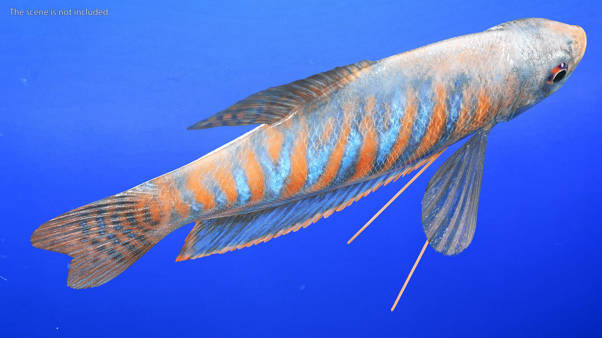 Dwarf Gourami Fish Rigged 3D - TurboSquid 2206053