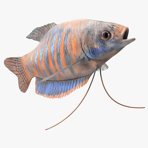 Dwarf Gourami Fish Rigged