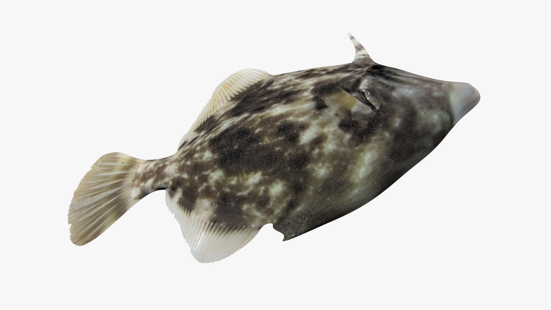 3D Planehead Filefish Fish - TurboSquid 1683326