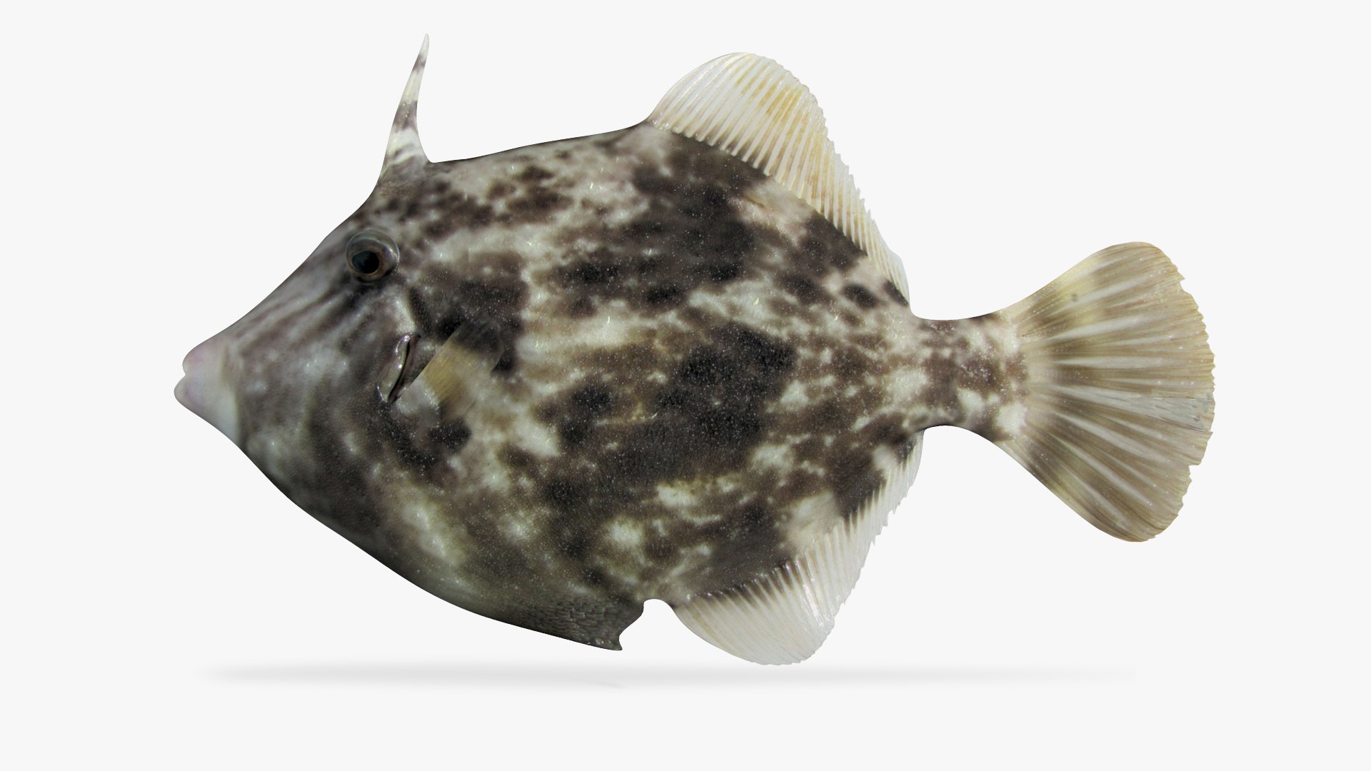 3D Planehead Filefish Fish - TurboSquid 1683326
