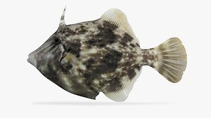 Planehead Filefish