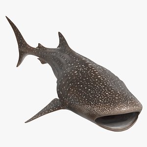 Whale Shark Feeding Animated Rigged For Blender