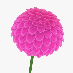 3D dahlia pink model