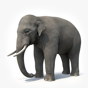 elephant animation 3D model