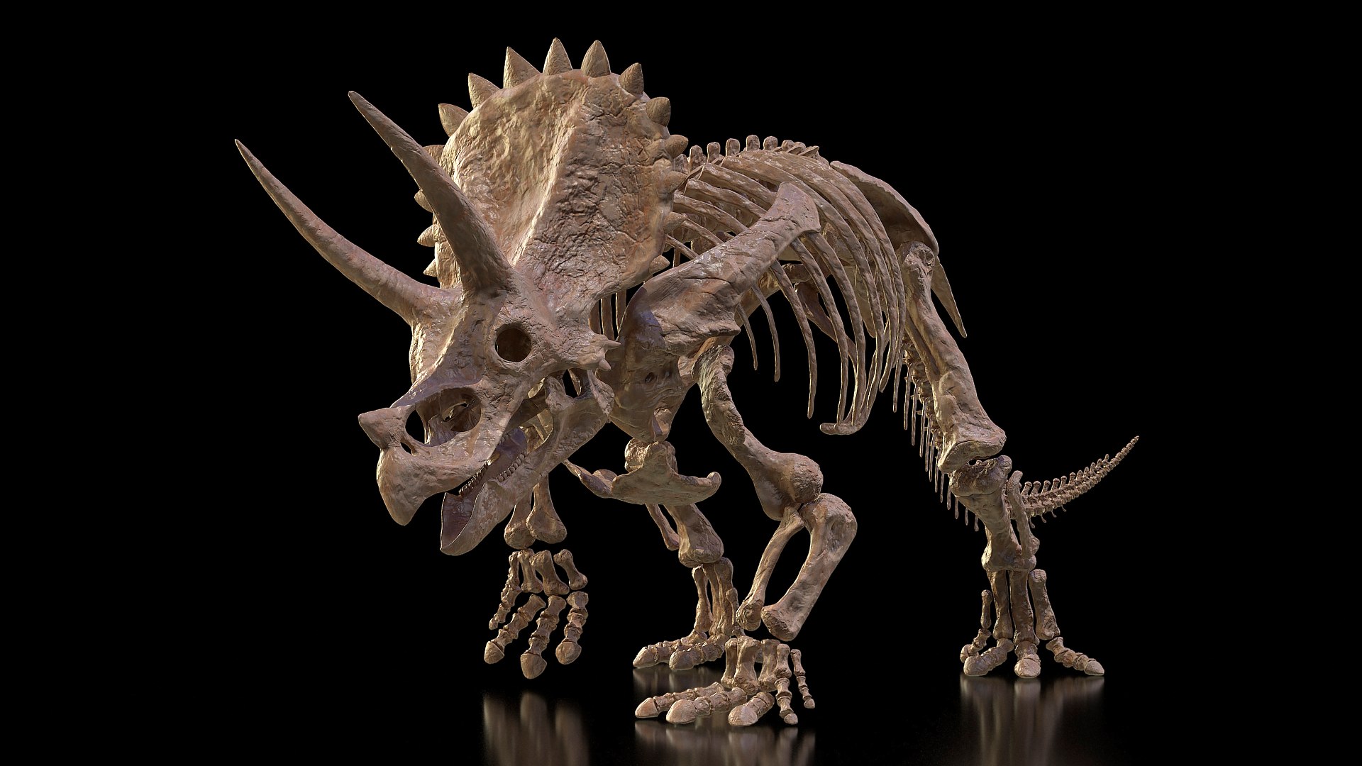 triceratops fossil walking pose 3D model https://p.turbosquid.com/ts-thumb/Wb/fsdKP3/cPxF1NTB/triceratopsfossilwalkingposevray3dmodel001/jpg/1580739025/1920x1080/fit_q87/43a0a9688a2b2723120790b6bc086f6dced0dd02/triceratopsfossilwalkingposevray3dmodel001.jpg