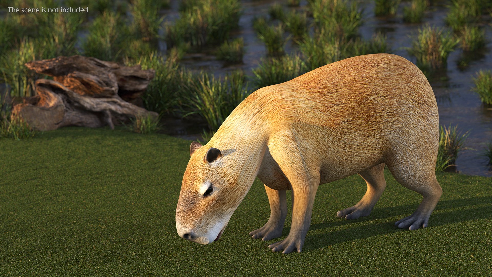 Capybara Rigged for Maya 3D model - TurboSquid 1958266