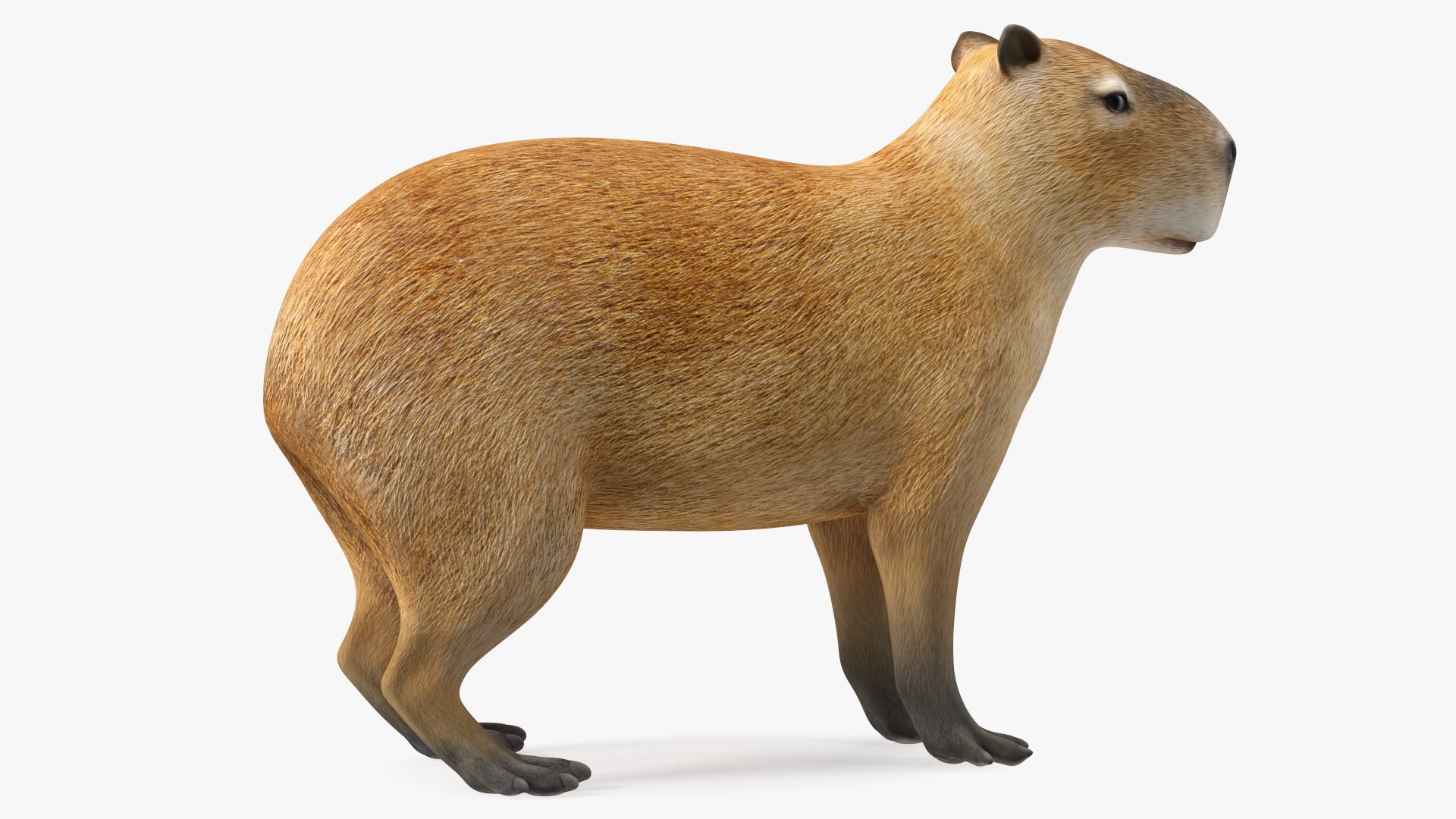 Capybara - Download Free 3D model by Rectus (@rectus) [445b5a9]