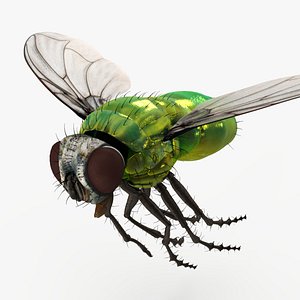 Lifelike Insect Housefly