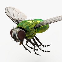 Lifelike Insect Housefly