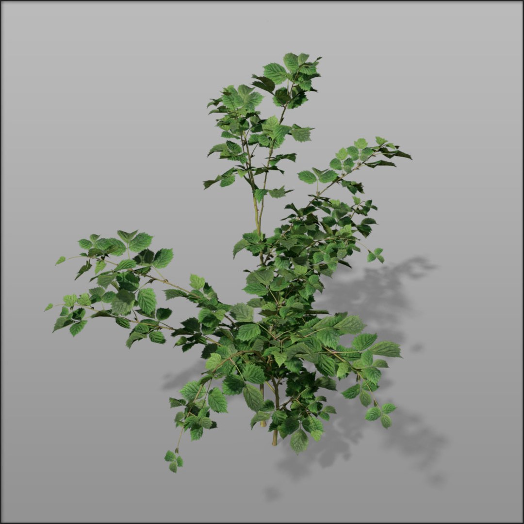 3d Shrub Bush 1 Model