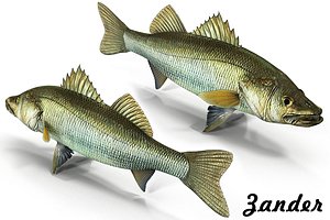 3D fish
