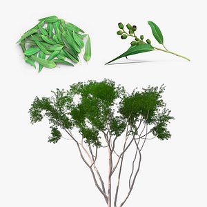 Eucalyptus Collection 3D model