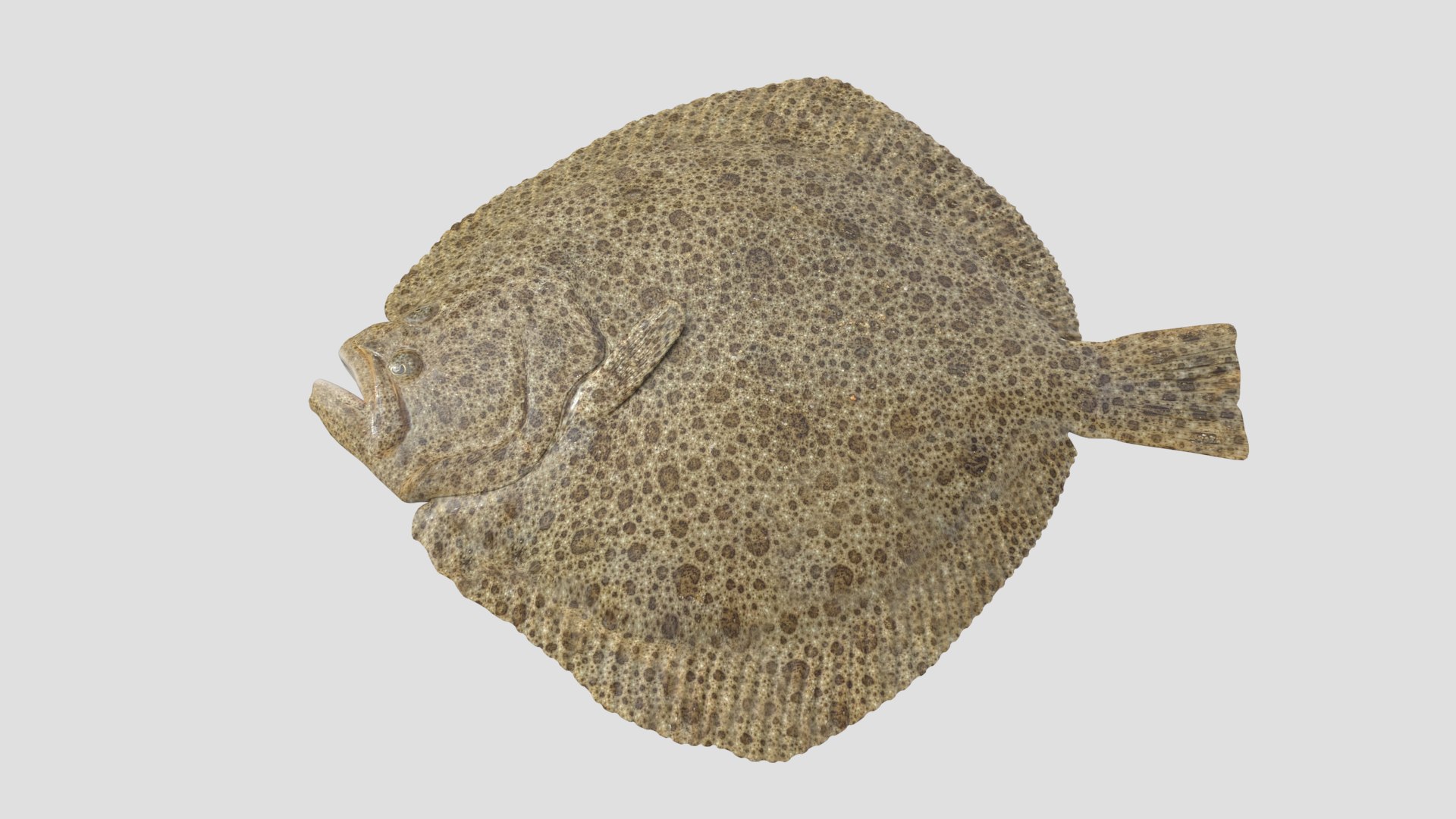 3D turbot pbr https://p.turbosquid.com/ts-thumb/Wc/Ch3edT/5F5dTtT9/turbot_r1/png/1590248319/1920x1080/fit_q87/771ccb1a26638764dc948a744cb1063e713fe224/turbot_r1.jpg