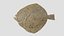 Turbot 2