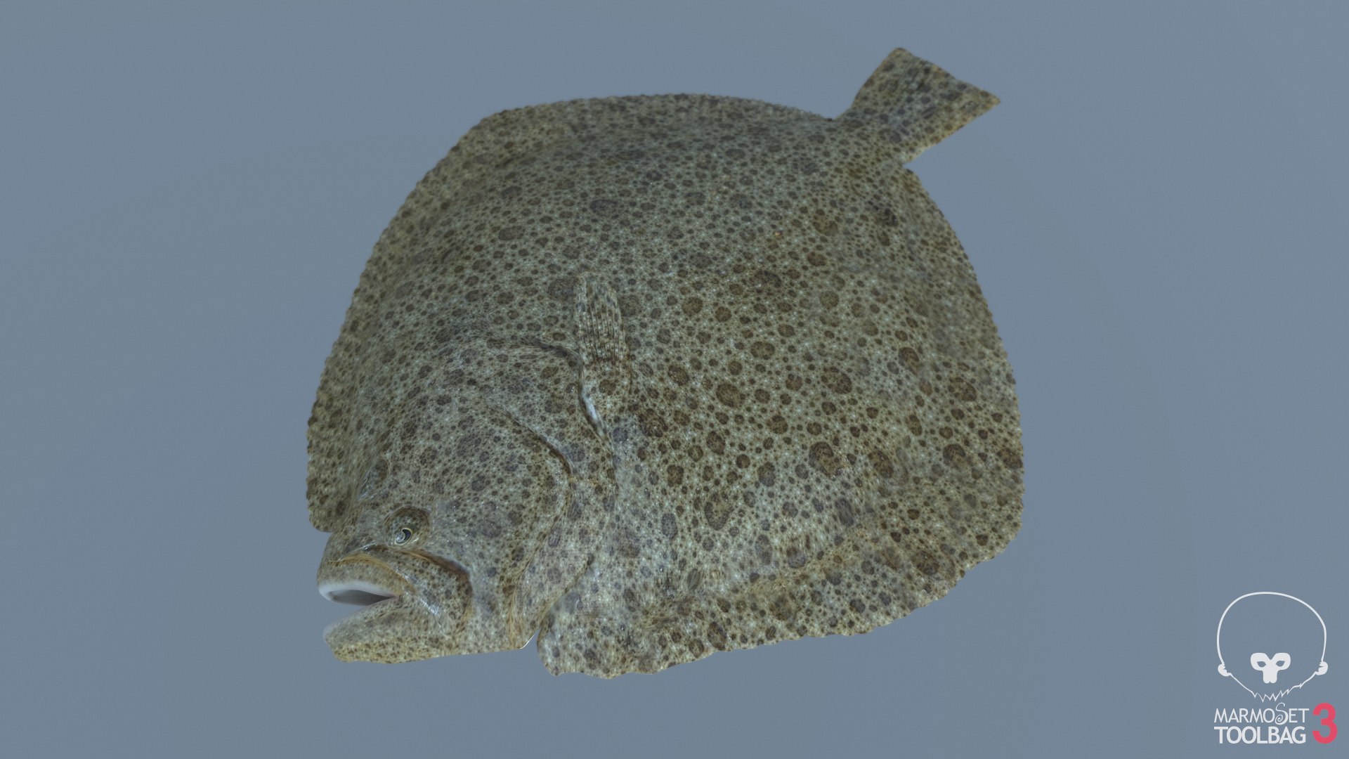3D turbot pbr https://p.turbosquid.com/ts-thumb/Wc/Ch3edT/Dle1Q6ky/screenshot1778/png/1590248317/1920x1080/fit_q87/d86b79a17a7b6bf99889897f8934ca51c065cba0/screenshot1778.jpg