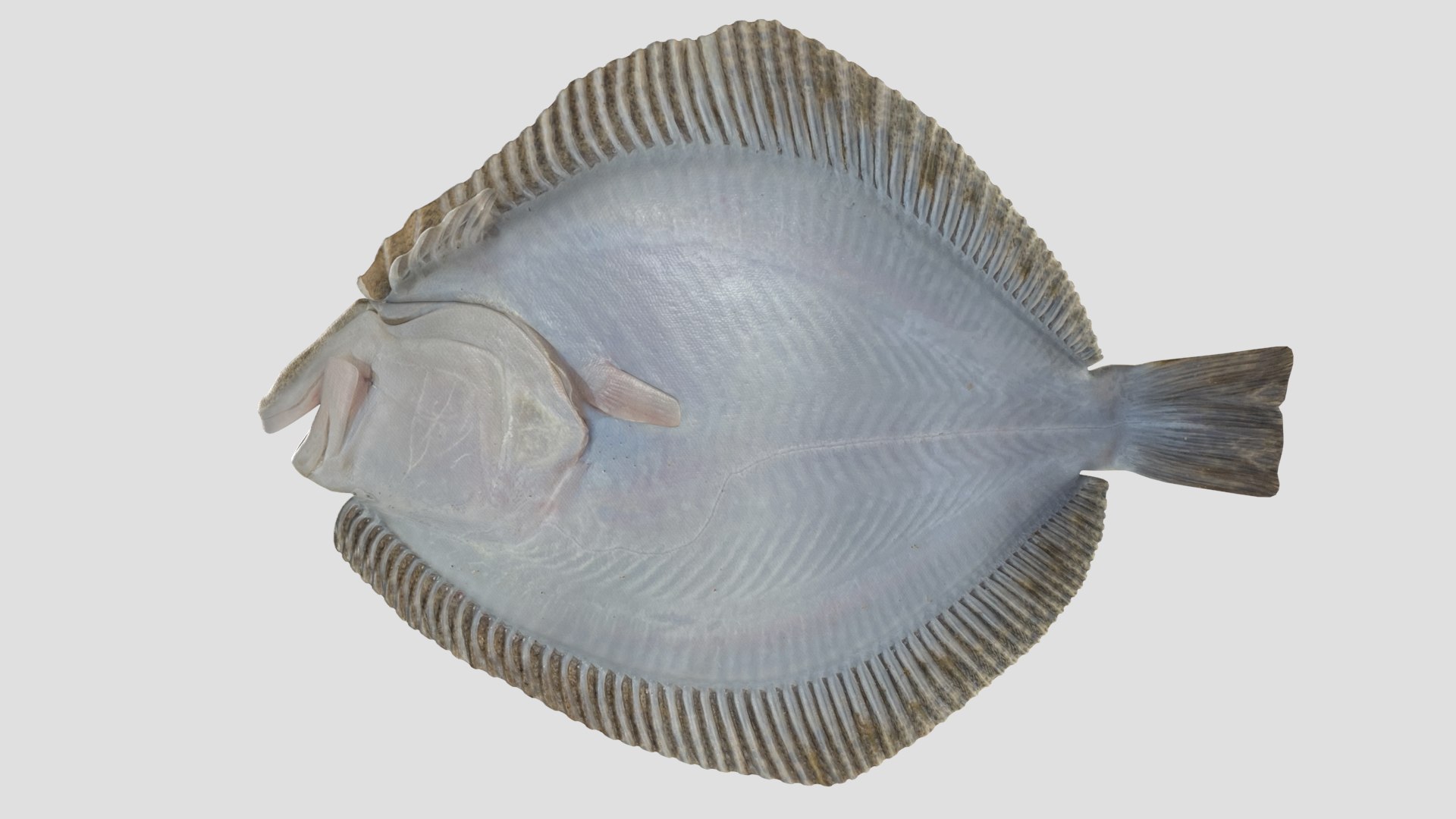 3D turbot pbr https://p.turbosquid.com/ts-thumb/Wc/Ch3edT/OhIHtCnJ/halibut_r6/png/1590248316/1920x1080/fit_q87/8cba9872f816c856e8391262edff6c509f655b59/halibut_r6.jpg