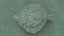 Turbot 2