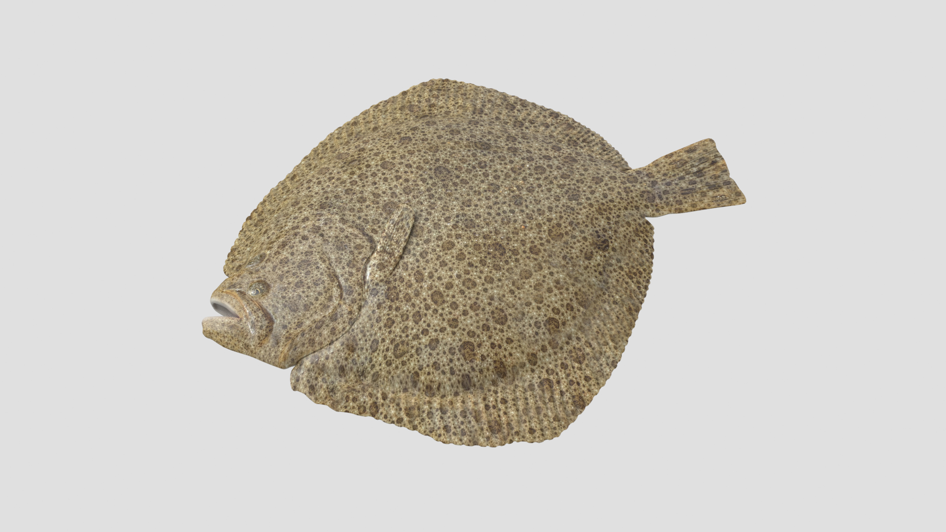 3D turbot pbr https://p.turbosquid.com/ts-thumb/Wc/Ch3edT/TZ6QhB1b/halibuttt/png/1590248443/1920x1080/turn_fit_q99/d1e325c328cd0bd40e02e7240114ea34d1878026/halibuttt-1.jpg