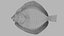 Turbot 2