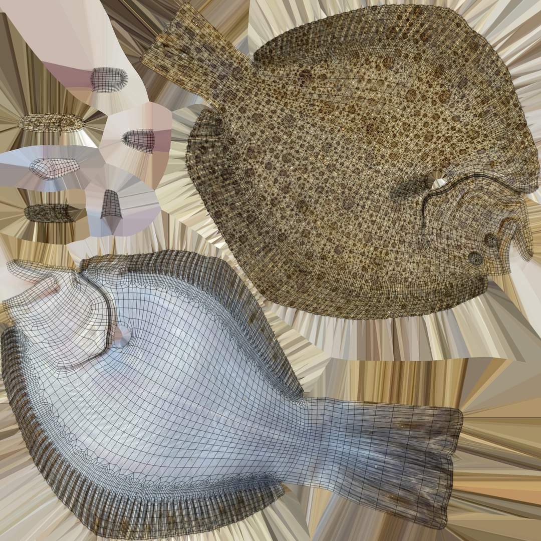 3D turbot pbr https://p.turbosquid.com/ts-thumb/Wc/Ch3edT/UM4usMmN/turbotuv/jpg/1590248425/1920x1080/fit_q87/c8a813c7342084c29c2921c31fc8921560b22536/turbotuv.jpg