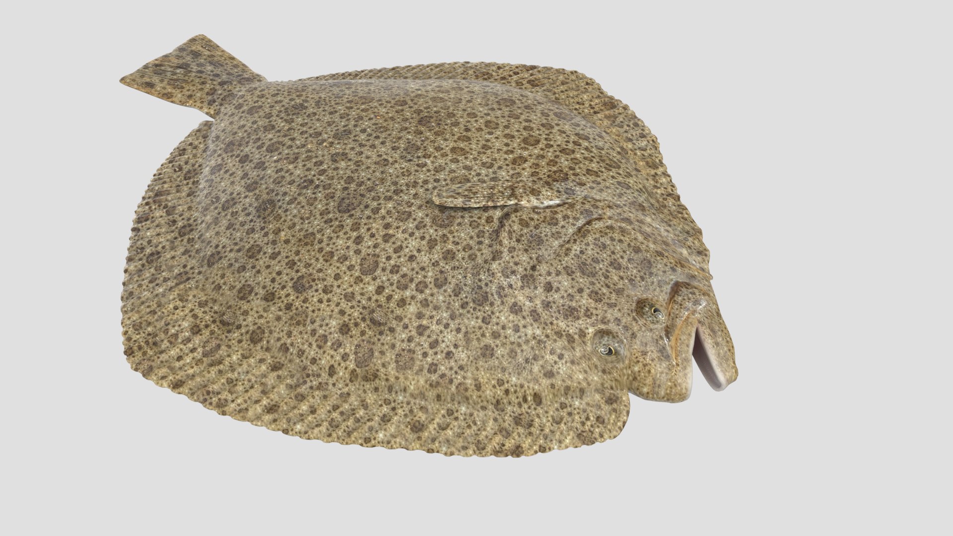 3D turbot pbr https://p.turbosquid.com/ts-thumb/Wc/Ch3edT/cV8etfhN/halibut_r5/png/1590248316/1920x1080/fit_q87/c89ff602d28da0bbc33e65eedbb638415bfc682d/halibut_r5.jpg