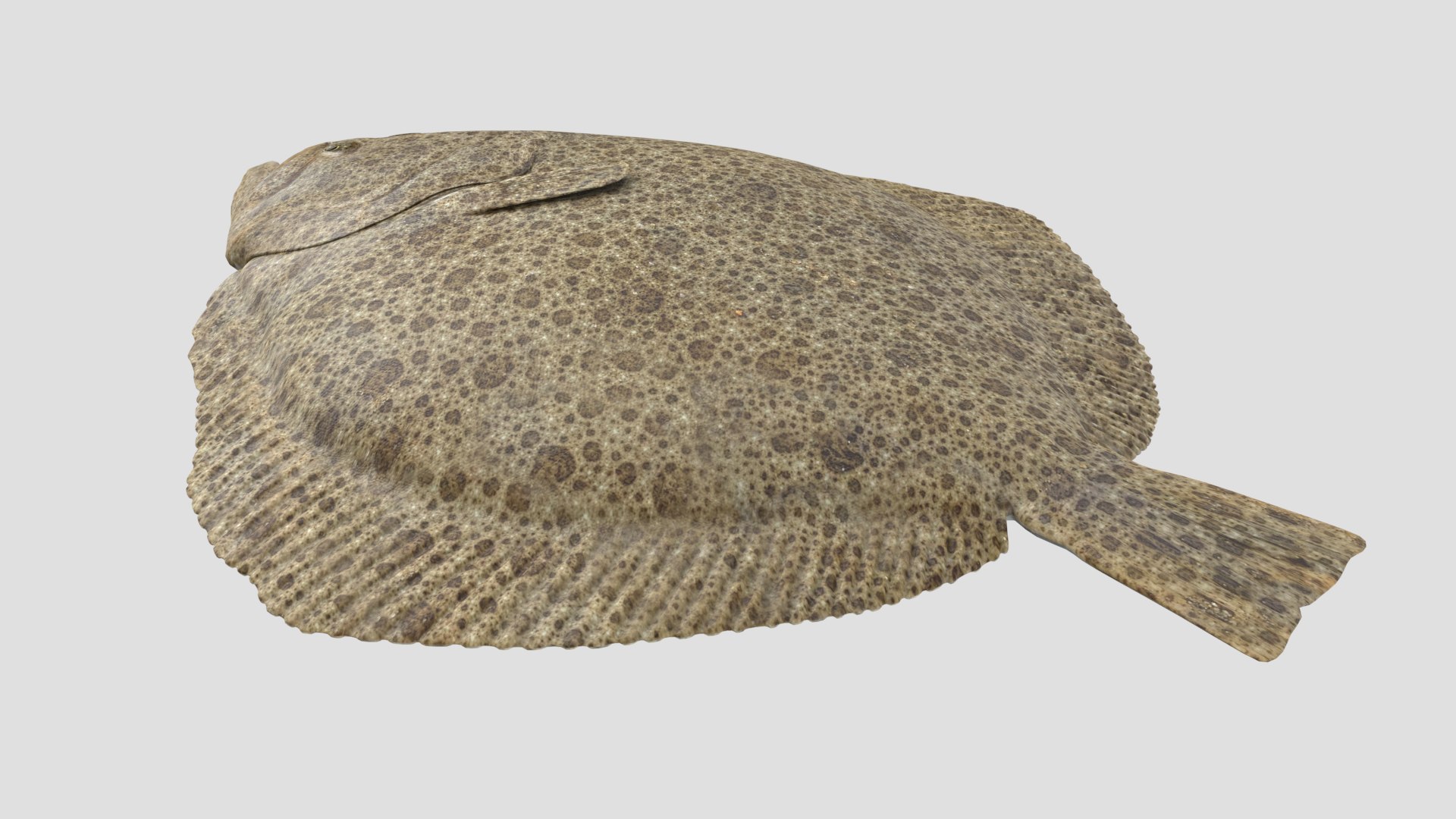 3D turbot pbr https://p.turbosquid.com/ts-thumb/Wc/Ch3edT/f9HjhPi9/halibut_r4/png/1590248317/1920x1080/fit_q87/614acf131f0e01454481e636a065f14459c4a5c4/halibut_r4.jpg